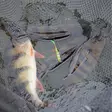Daiwa Slim Shady 7,5cm 1kpl Green Bleak - Softbaits - 4066466028060 - 2