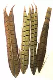 Soldarini Pheasant Tail Natural - Kultafasaani, fasaani - 0192401 - 1
