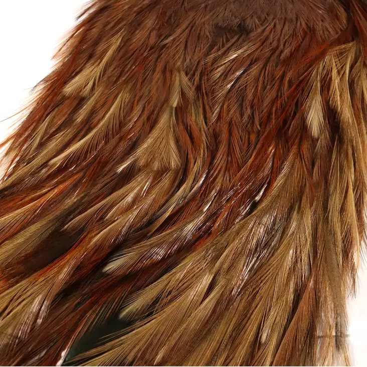 FutureFly Coq de Leon Rooster Saddle Brown - Sadlar - 454545612376121 - 1