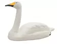 Live Swan joutsenen kuva - Houkutuskuvat - 6430038641076 - 1