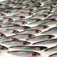 Rtech Lures 12,5cm 23g Sandish Eel - Havsöringsdrag - 4545458423422 - 2