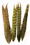 Soldarini Pheasant Tail Olive - Kultafasaani, fasaani - 0192402 - 1