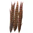 Soldarini Pheasant Tail Orange Rusty - Kultafasaani, fasaani - 0192302 - 1