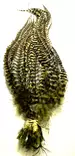Whiting Pike Schlappen 10-14" Bundle Gr/Dyed Olive - Schlappen - 616044037362 - 1