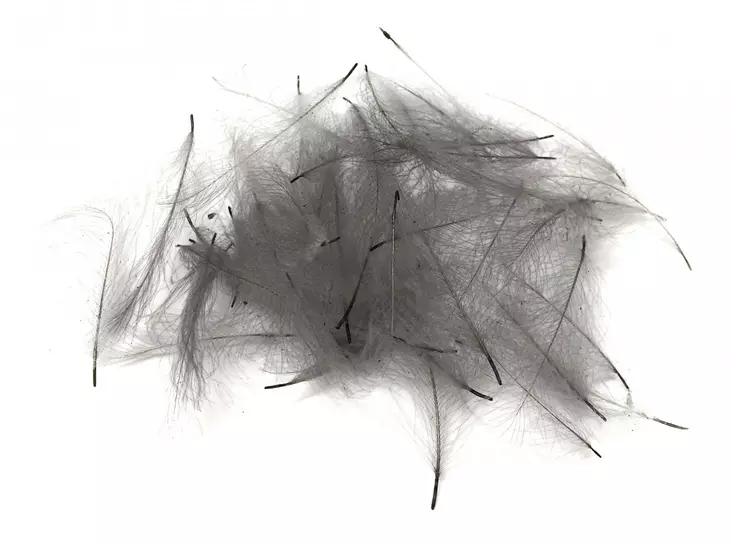 Soldarini Wild CDC 0,5g Blue Dun - CDC, Coq the Leon - 3971113866852 - 1