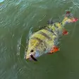 Kuore Log 5cm 5kpl Sexy Shad - Softbaits - 6440003901463 - 2