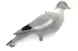 Live Pigeon Fullbody - Houkutuskuvat - 3938596952243 - 1