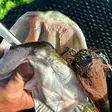 Miuras Mouse Big 23cm 95g Baitfish - Bucktail lures - 7340029420513 - 2