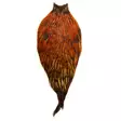 Whiting american rooster cape brown - Niskat - 616044053553 - 1