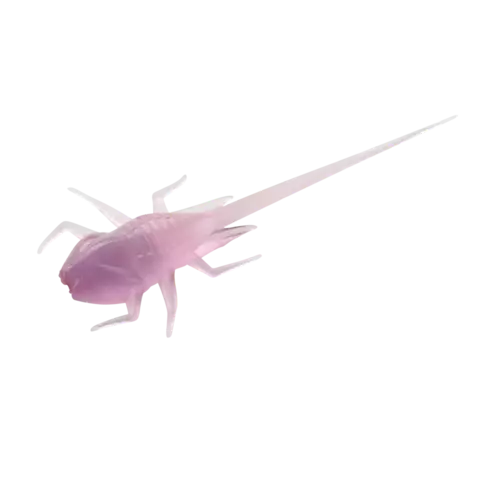 13F B.A.M.F Panfish Plastics 6kpl Purple Rain - Jigit ja jigipäät - 817063025303 - 1