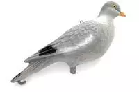 Live Pigeon Fullbody - Houkutuskuvat - 3938596952243 - 1
