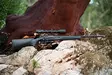 Franchi Horizon Black Synt 6,5 Creedmoor - Pulttilukkoiset kiväärit - 6698744 - 2