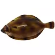 Westin Flat Matt Jig 24,5cm 400g Halibut Alert - Merikalastusvieheet - 5707549258354 - 1
