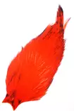 Whiting american rooster cape orange - Niskat - 616044053904 - 1