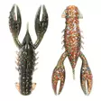 Z-Man TRD CrawZ 2.5'' 6kpl Molting Craw - Jigit - 897744003424 - 1