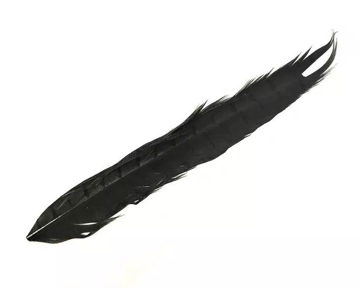 Soldarini Pheasant Tail Black - Kultafasaani, fasaani - 0192404 - 0