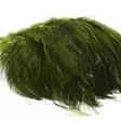 Wapsi Neck hackle strung olive - Niskat - 053526009095 - 1
