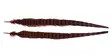 Wapsi Ringneck Tail Feathers Pair Rusty Brown - Muut höyhenet ja häkilät - 053526050585 - 1
