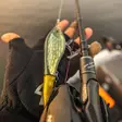 Westin Swim Tail 12cm 62g Suspending Lagoon Pike - Hybriidit - 5707549508985 - 2