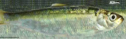 JIGSkinz XL Blue Back Herring 4kpl - Tarvikkeet uistimen valmistukseen - 099253167615 - 1