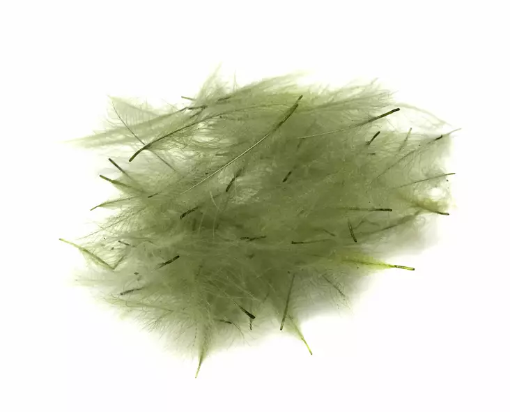 Soldarini Wild CDC 1g Olive - CDC, Coq the Leon - 3967795690175 - 1