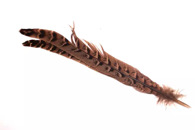 Veniard Naarasfasaanin Keskuspyrstösulka - Fasan och guldfasan - 7340009317345 - 1