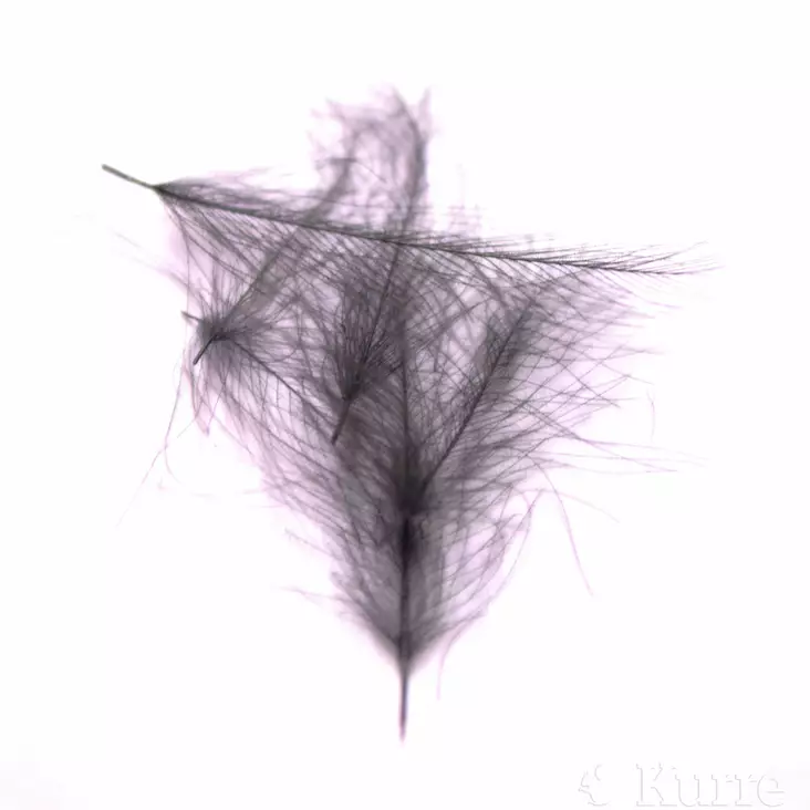 Wapsi CDC black - CDC, Coq the Leon - 053526031065 - 1