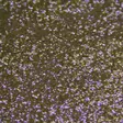 Bright Baits Glitter 40ml 1,6mm Iridescent Violet - Lakka- ja plastisolihileet - 3966043965096 - 1