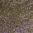 Bright Baits Glitter 40ml 3,0mm Iridescent Violet - Lakka- ja plastisolihileet - 3966044000796 - 1