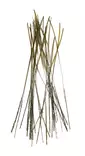 Fasna Hand Stripped Peacock Quills Picric - Quills - 3965794413696 - 1