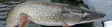 Superflies Dragon Tail Jig #4/0 Dirty Roach - Färdiga flugor - 8859202539427 - 2