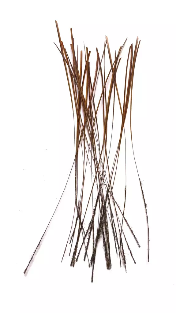 Fasna Hand Stripped Peacock Quills Ginger - Quills - 3965794428607 - 1
