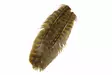 Wapsi Ozark turkey quill olive - Strutsi, kalkkuna - 053526062038 - 1
