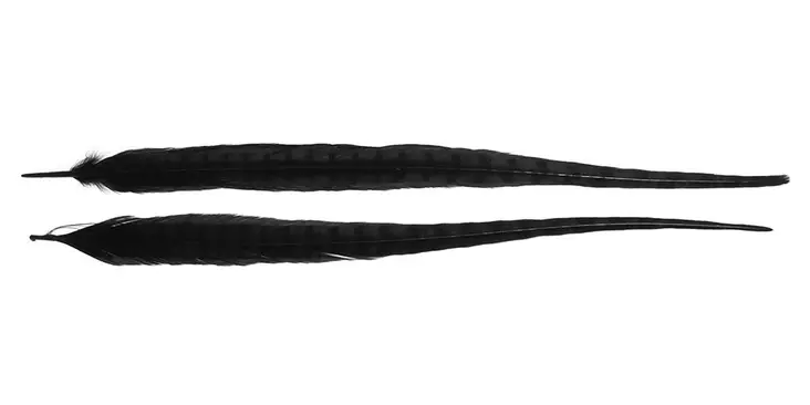 Wapsi Ringneck Tail Feathers Pair Black - Muut höyhenet ja häkilät - 053526050288 - 1