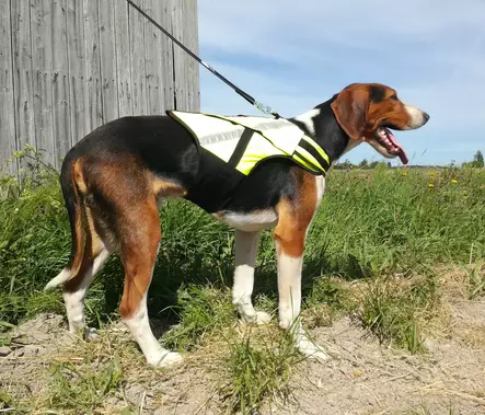 Kardog Rymy Huomioliivi L - Koiraliivit - 6430067781859 - 2