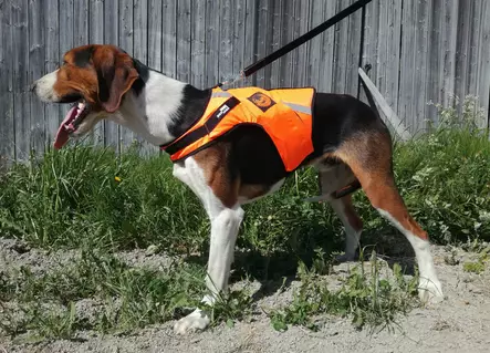 Kardog Rymy Huomioliivi L - Koiraliivit - 6430067781859 - 1