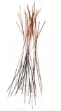 Fasna Hand Stripped Peacock Quills Peach - Quills - 3965794425859 - 1