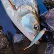 Kuore Feather 9cm 4kpl Wakasagi - Softbaits - 6440003901319 - 2