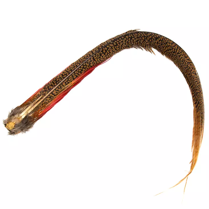 Veniard Kultafasaanin Koko Pyrstö - Kultafasaani, fasaani - 5056304600809 - 1